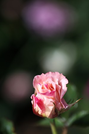 Romance Of The Rose Bud